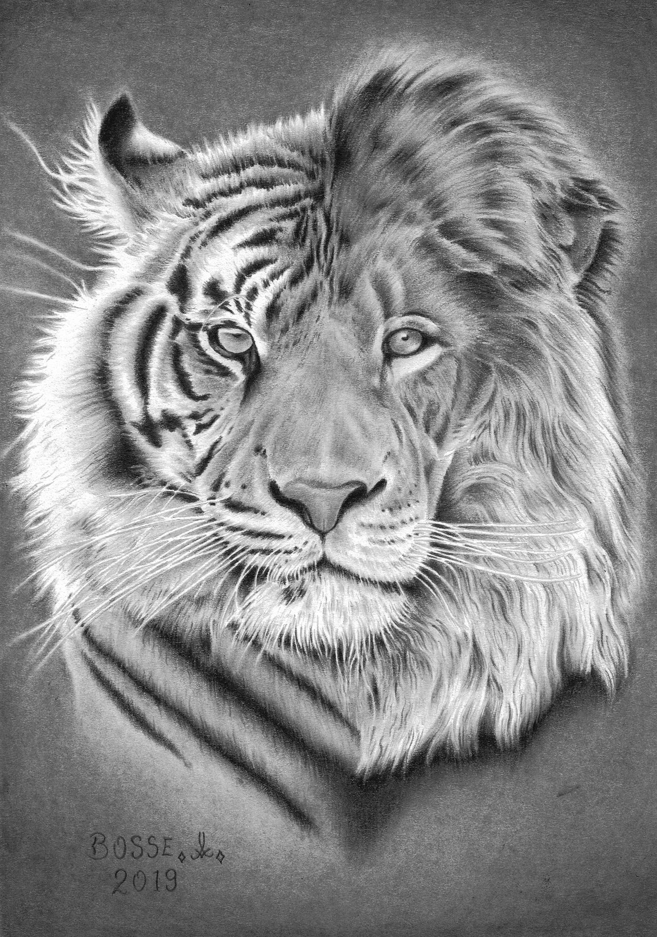 LionTiger by Torsk1