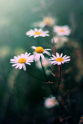 white flowers