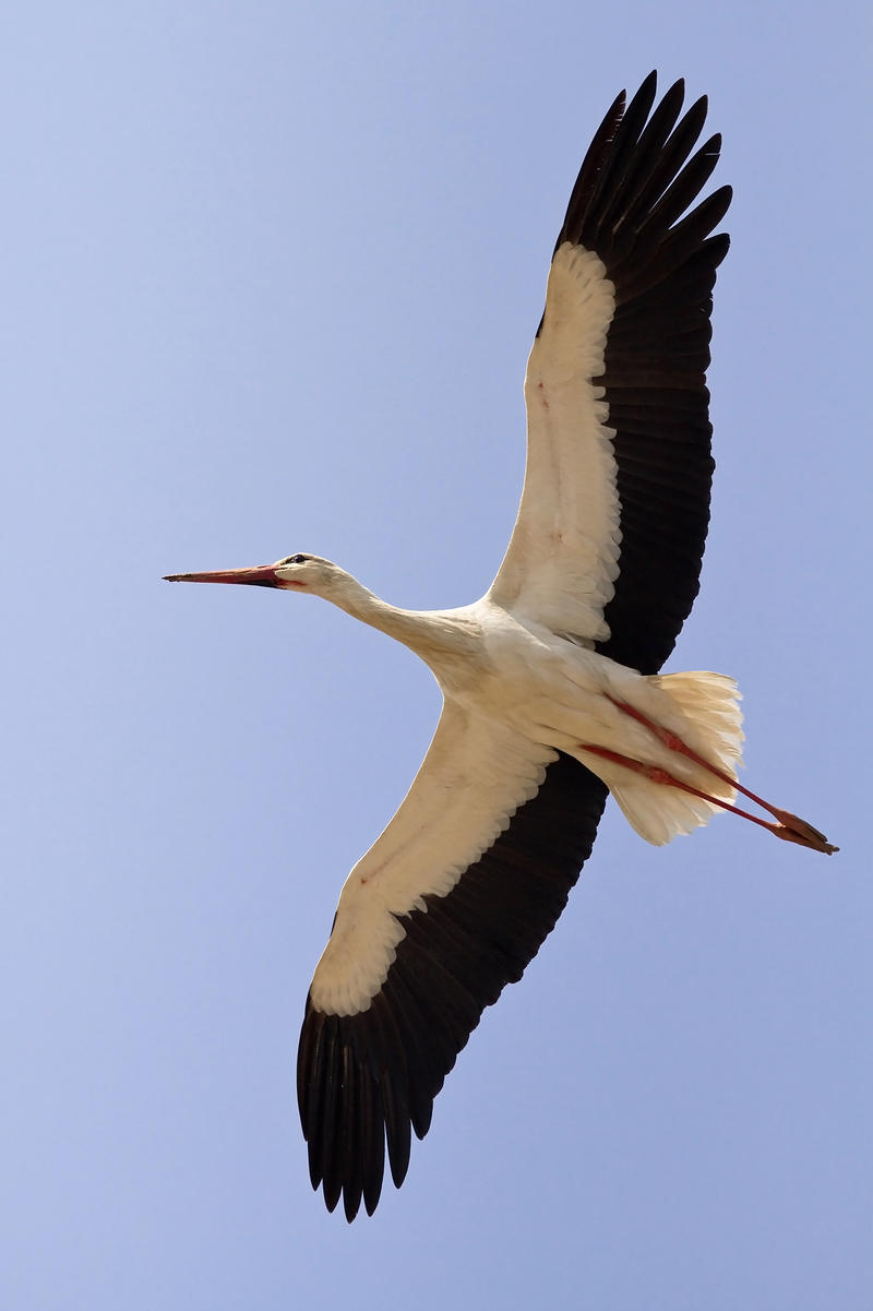 Gevatter Storch