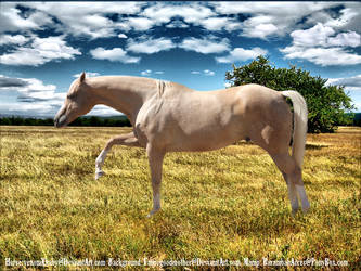 paly Quarter Horse