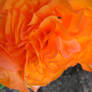 Another Orange Flower