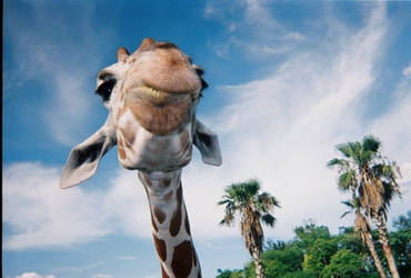 A Happy Giraffe