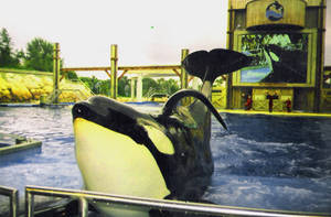 Tillikum 1997