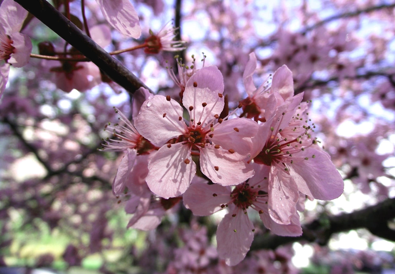 Cherry Blossom Super Macro