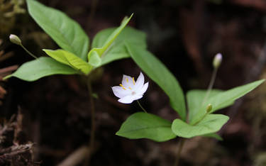 Tiny Flowers