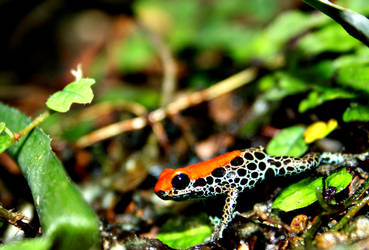 Red-back Poison Frog