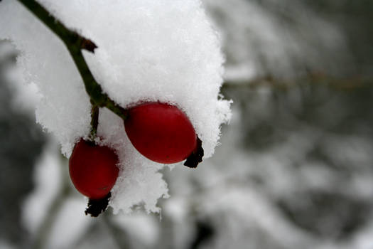 Snow on Berries