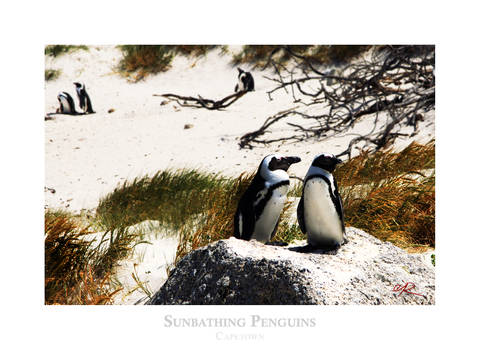 Sunbathing Penguins