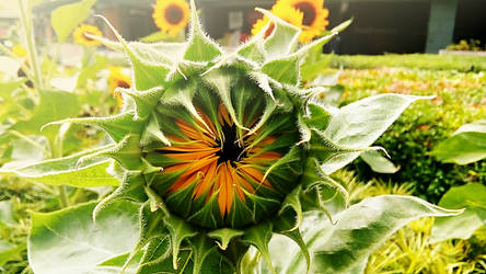 Sunflower in the City-01-Nokia3 macro-20180409 150