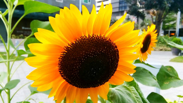 Sunflower in the City-03-Nokia3 macro-20180409 150