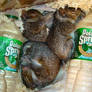 3 Orphaned Squirrels