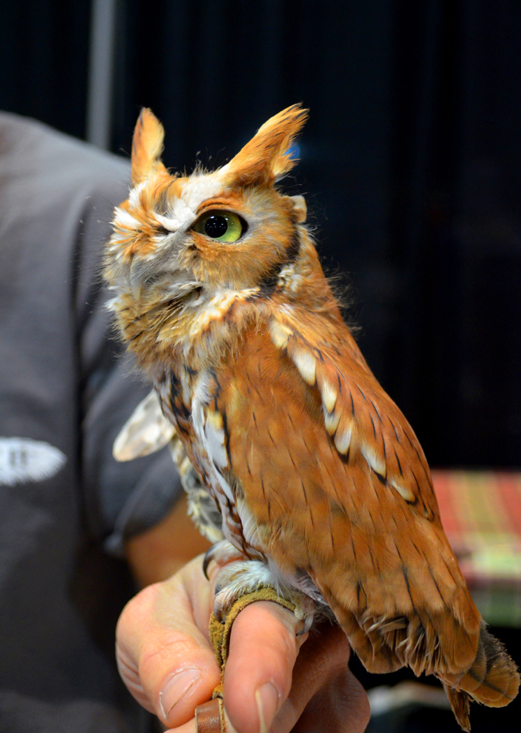 Eastern Screech Owl (2)