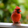 Red Cardinal (1)