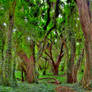 Enchanted Forest (2)