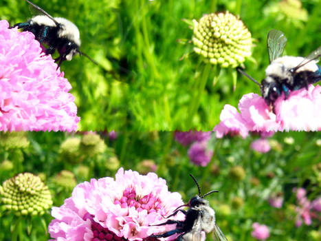 Blue and White Bees