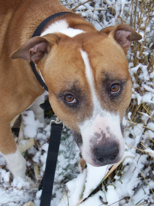 Sully in the snow