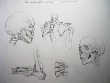 Bone Study