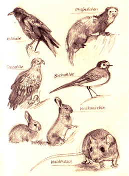 Animal Study