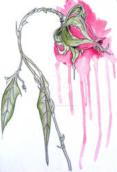 Pardee Inspired Rose