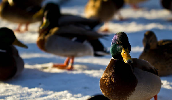 Eye of a duck