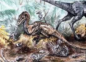 Raptor Family