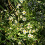 White Flowers