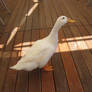 Duck 01