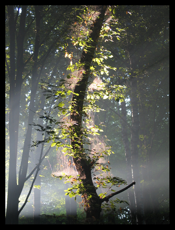 The Spirit of the Forest