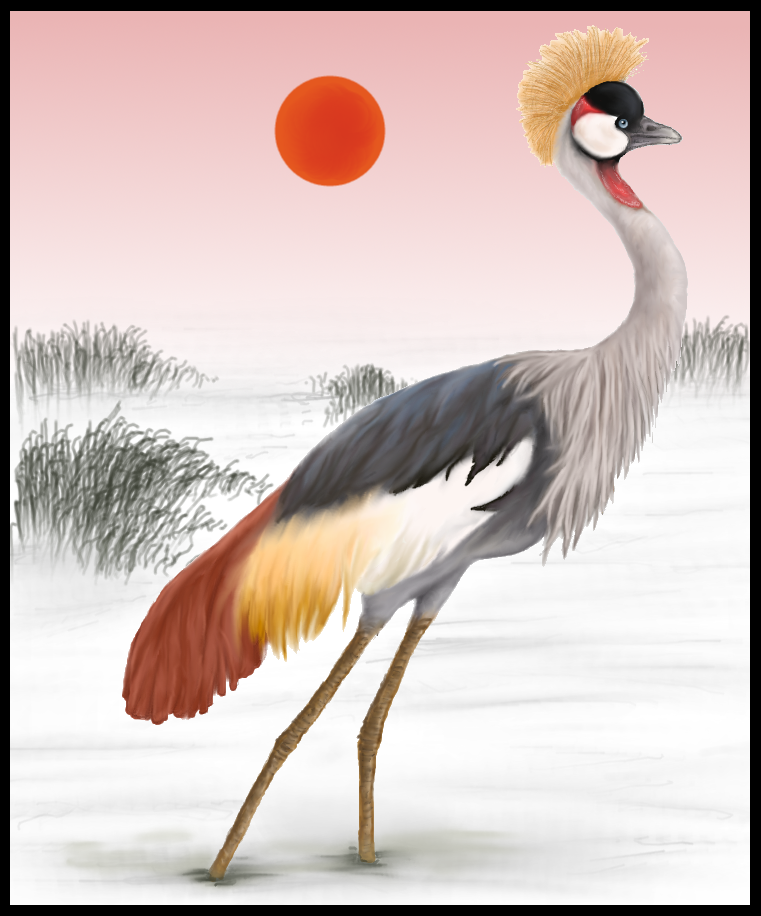 Grey Crowned Crane