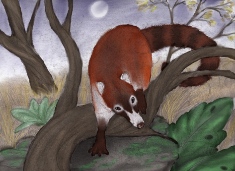 White-nosed Coati