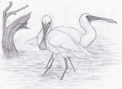 Black-faced Spoonbill sketch