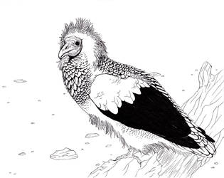 Egyptian Vulture