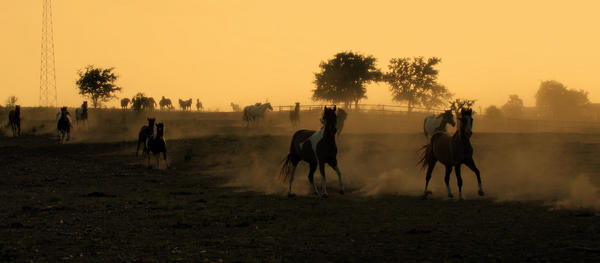 Luck horses