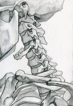 Skeleton Study 5