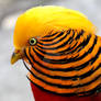 Golden Pheasant