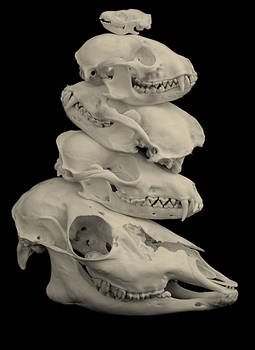 Skulls