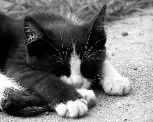 Black And White Kitten