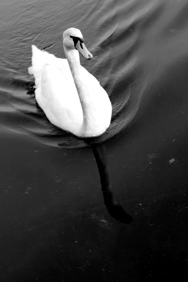 swan2