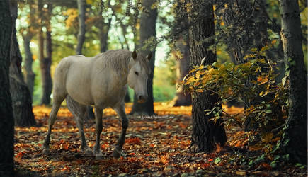 Walking Alone