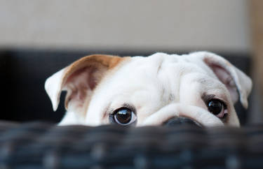 English bulldog white