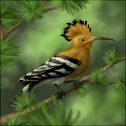 Hoopoe