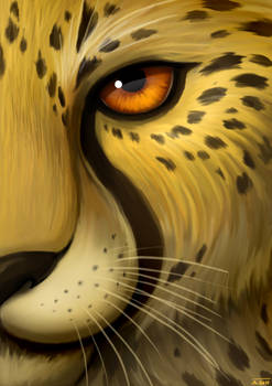 Cheetah