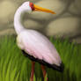 Mycteria ibis