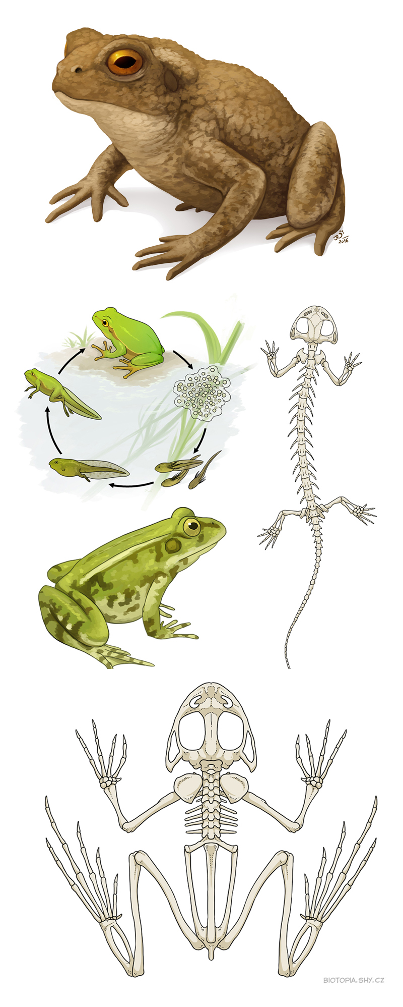 Amphibians