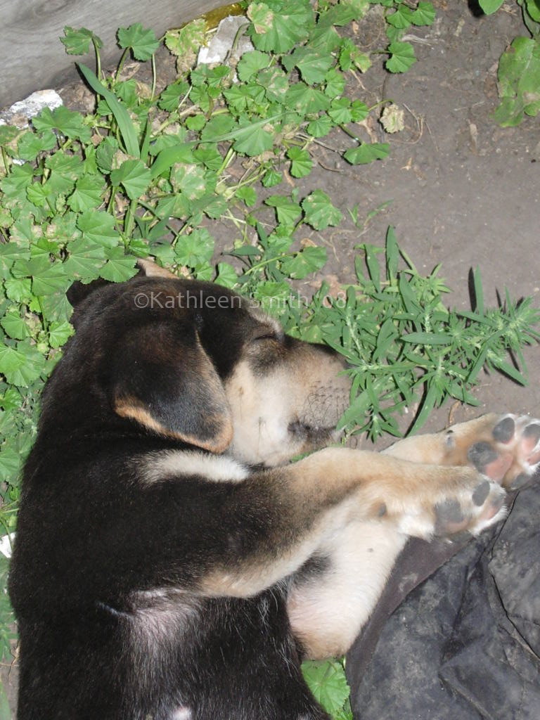 Passed Out Puppy Close-up