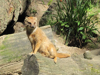 Zoo Trip: Yellow Mongoose