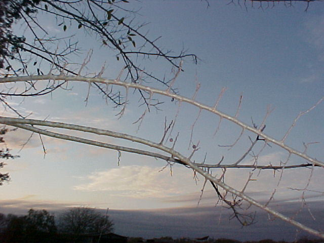 In the Winter, Trees