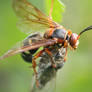 Parasitic Wasp