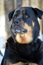 Rottweiler 2