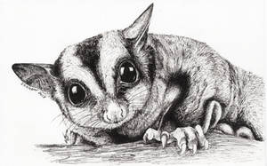 Inktober 2018 drawing 31- Sugar glider